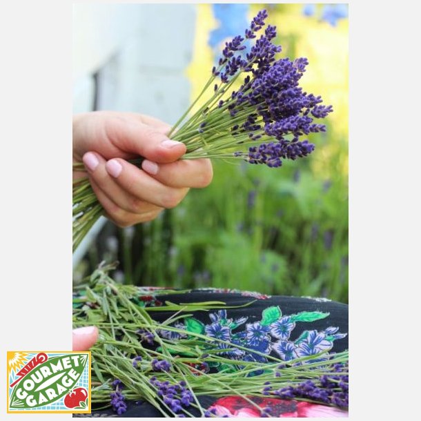 Lavendel Vera - kta lavendel - STORPACK