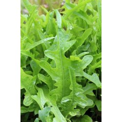 Sallat Barba dei Frati/ Radichetta/Cerbiatta