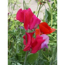 Luktrt - mix av olika vackra frger 