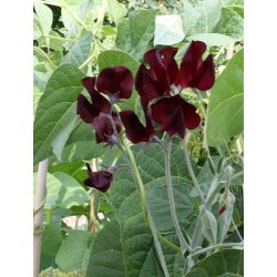 Luktrt - mix av olika vackra frger 