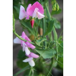 Luktrt - mix av olika vackra frger 