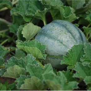 Melon Ancien Vieille France