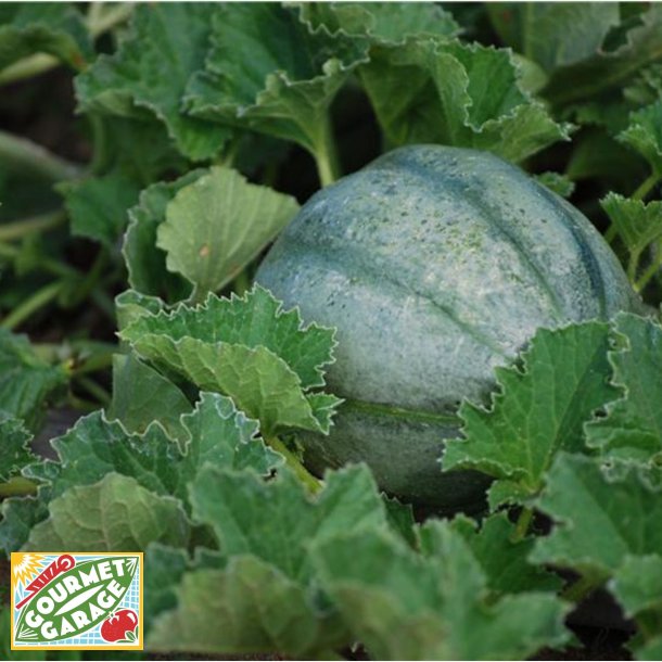 Melon Ancien Vieille France