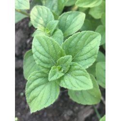 Stenkyndel (Mentuccia calamintha nepeta)