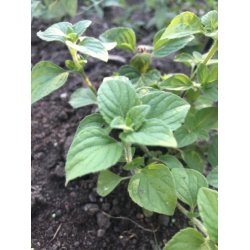 Stenkyndel (Mentuccia calamintha nepeta)