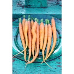 Morot NANTES (Franchi) - Ekologiska fr�er 