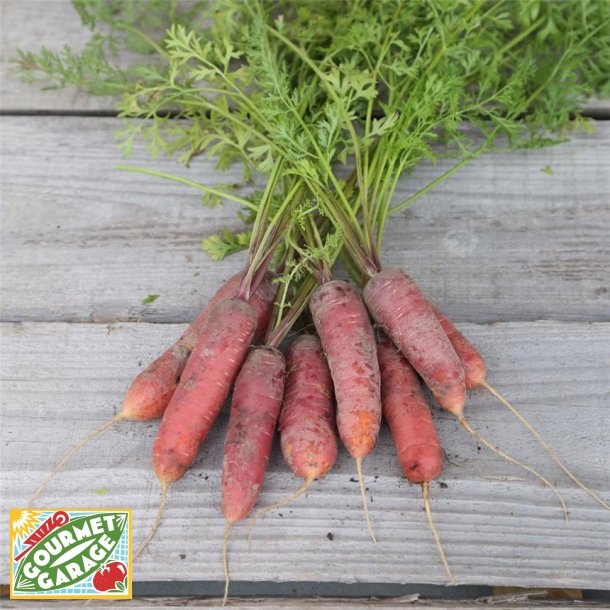Morot rd ROUGE SANG - ekologiska frer