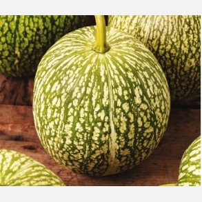 NGLAHRSPUMPA - Pumpa Cabello de ngel - Fikonbladspumpa