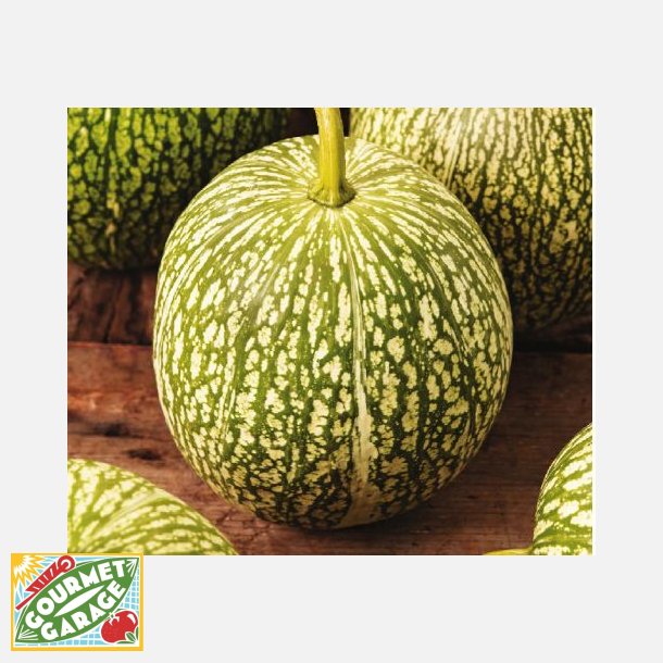 NGLAHRSPUMPA - Pumpa Cabello de ngel - Fikonbladspumpa