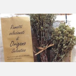 Oregano (siciliansk) vitblommig ORIGANO A FIORE BIANCO 