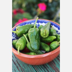 PIMIENTO DE PADRN - Finns i Chilimixen!