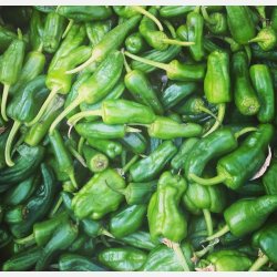 PIMIENTO DE PADRN - Finns i Chilimixen!