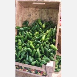 PIMIENTO DE PADRN - Finns i Chilimixen!