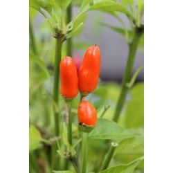 Chili ARANCIO DI STROMBOLI 