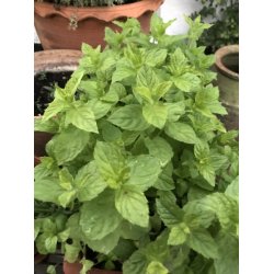 Pepparmynta (Menta piperita)
