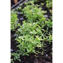 Persilja GIGANTE DI NAPOLI - STORPACK