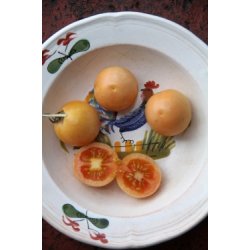 Tomat PONDEROSA - vintertomat 