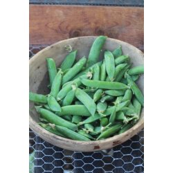 rta Piccolo Provenzale - STORPACK