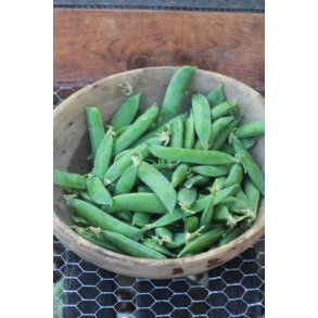 rta Piccolo Provenzale - STORPACK