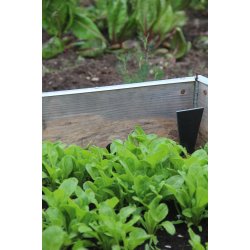 Sallat Barba dei Frati/ Radichetta/Cerbiatta