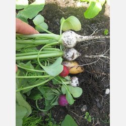 R�dismix - RAVANELLI COLORATI (Franchi)