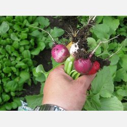 R�dismix - RAVANELLI COLORATI (Franchi)