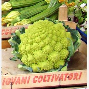 Blomk�l ROMANESCO PRECOCE 