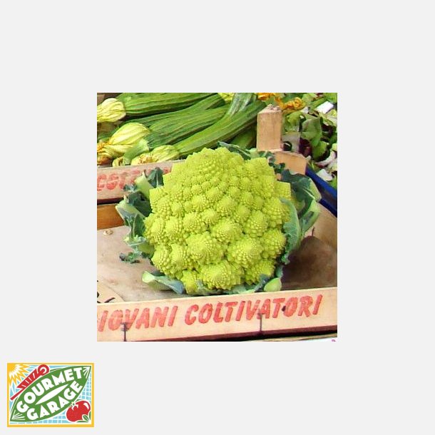 Blomk�l ROMANESCO PRECOCE 