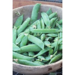 rta Piccolo Provenzale - STORPACK