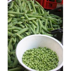 rta Piccolo Provenzale - STORPACK