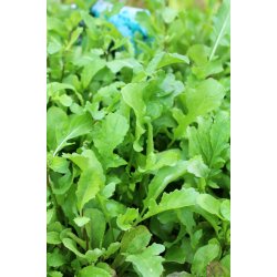 Rucola COLTIVATA - ekologiska frer - STORPACK