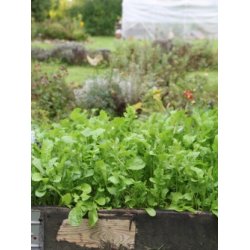 Rucola COLTIVATA - ekologiska frer - STORPACK