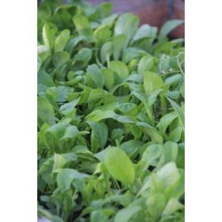 Rucola COLTIVATA - ekologiska frer - STORPACK