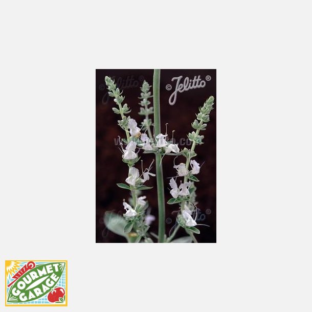 Salvia apiana (Vit helig salvia)