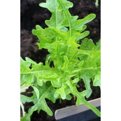 Sallat Barba dei Frati/ Radichetta/Cerbiatta