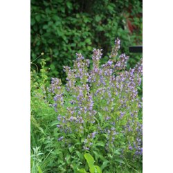 KRYDDSALVIA (Salvia officinale)
