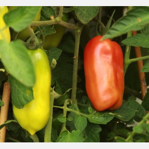 Tomat S. Marzano Gigante 3