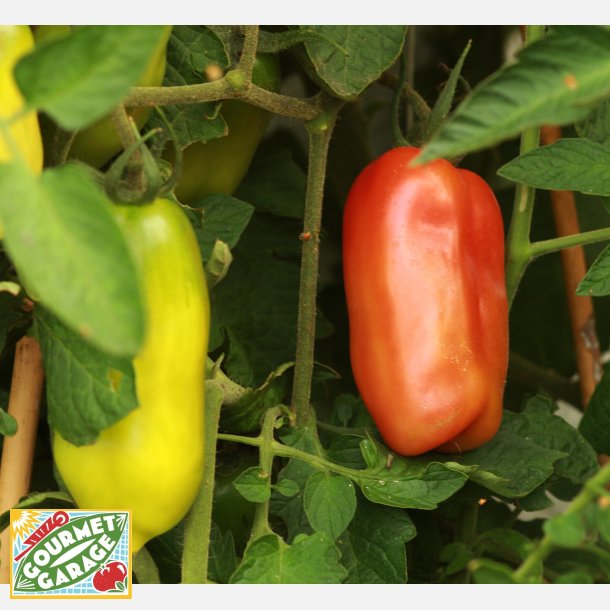 Tomat S. Marzano Gigante 3