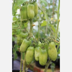 Tomat S. Marzano Gigante 3