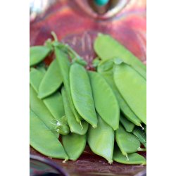 Socker�rt GIGANTE SVIZZERO CAROUBY (Franchi)