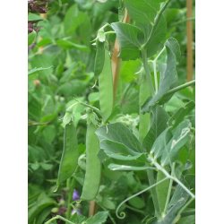 Socker�rt GIGANTE SVIZZERO CAROUBY (Franchi)