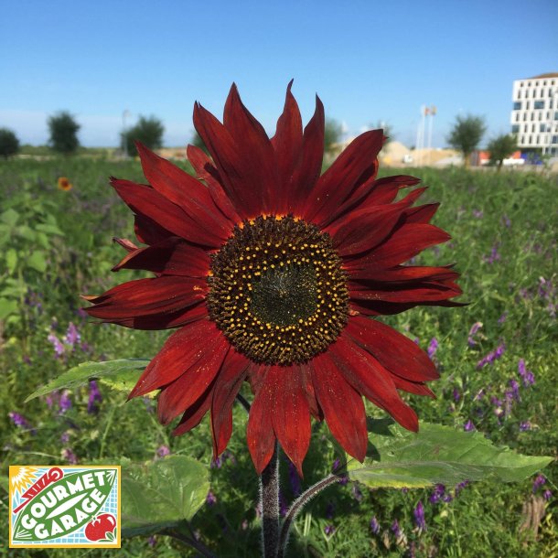 Solros Red Sun