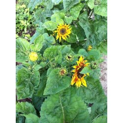 Solros Twilight zone 