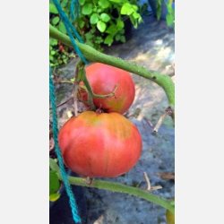 Tomat DI SORRENTO (Sorent) 
