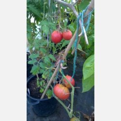 Tomat DI SORRENTO (Sorent) 