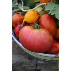 Tomat DI SORRENTO (Sorent) 