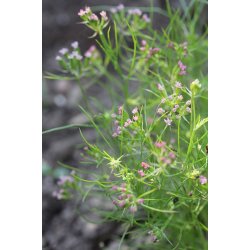 SPISKUMMIN (Cumino Cuminum Cyminum L.)