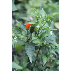 Chili ARANCIO DI STROMBOLI 