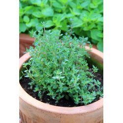 Timjan frn Provence - TIMO DI PROVENZA