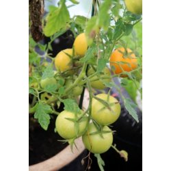 Tomat PONDEROSA - vintertomat 